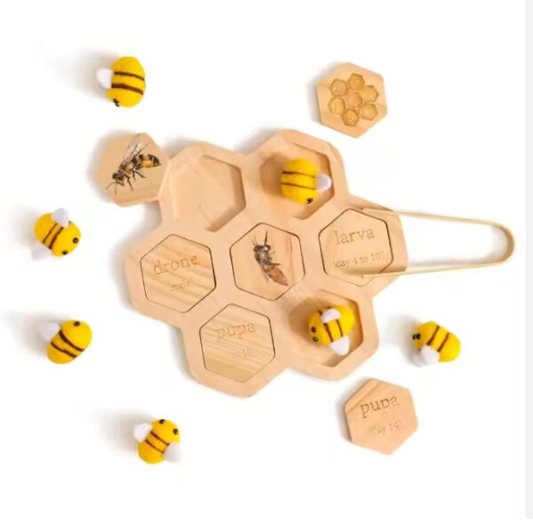 Ciclo de Vida de la Abeja